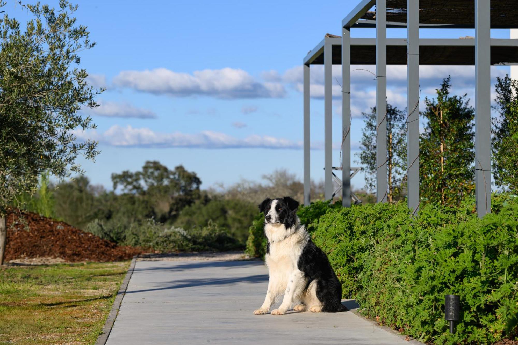 Quinta Da Amendoeira - - The